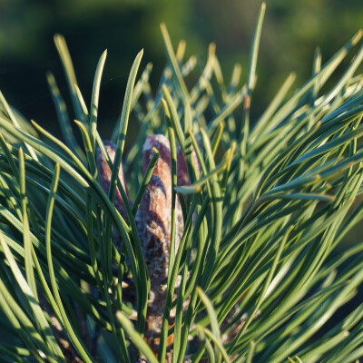 Pinus mugo uncinata